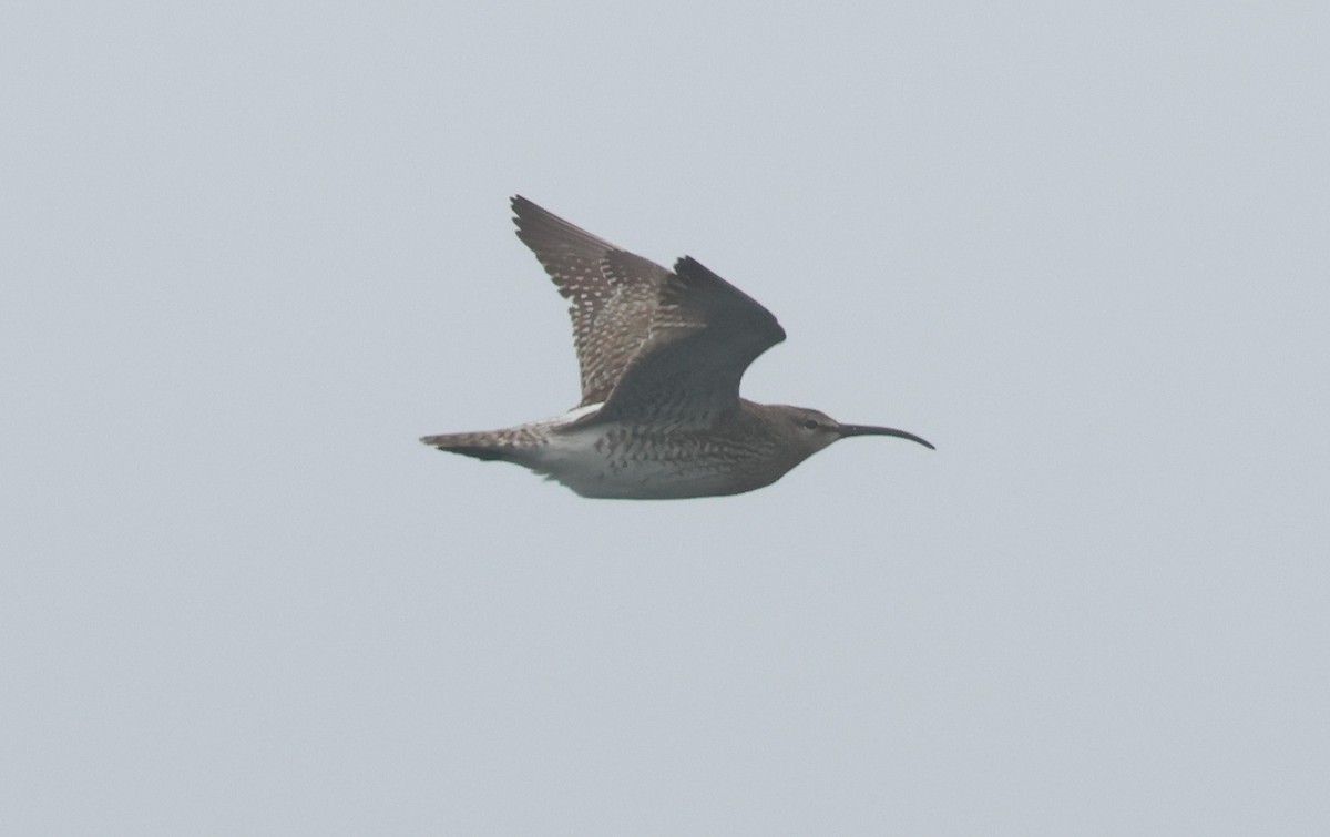 Eurasian Whimbrel - ML637873284