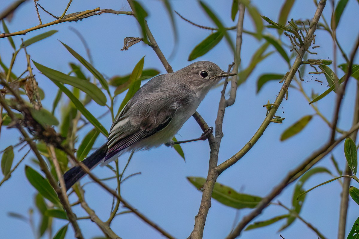 Blue-gray Gnatcatcher - ML637873322