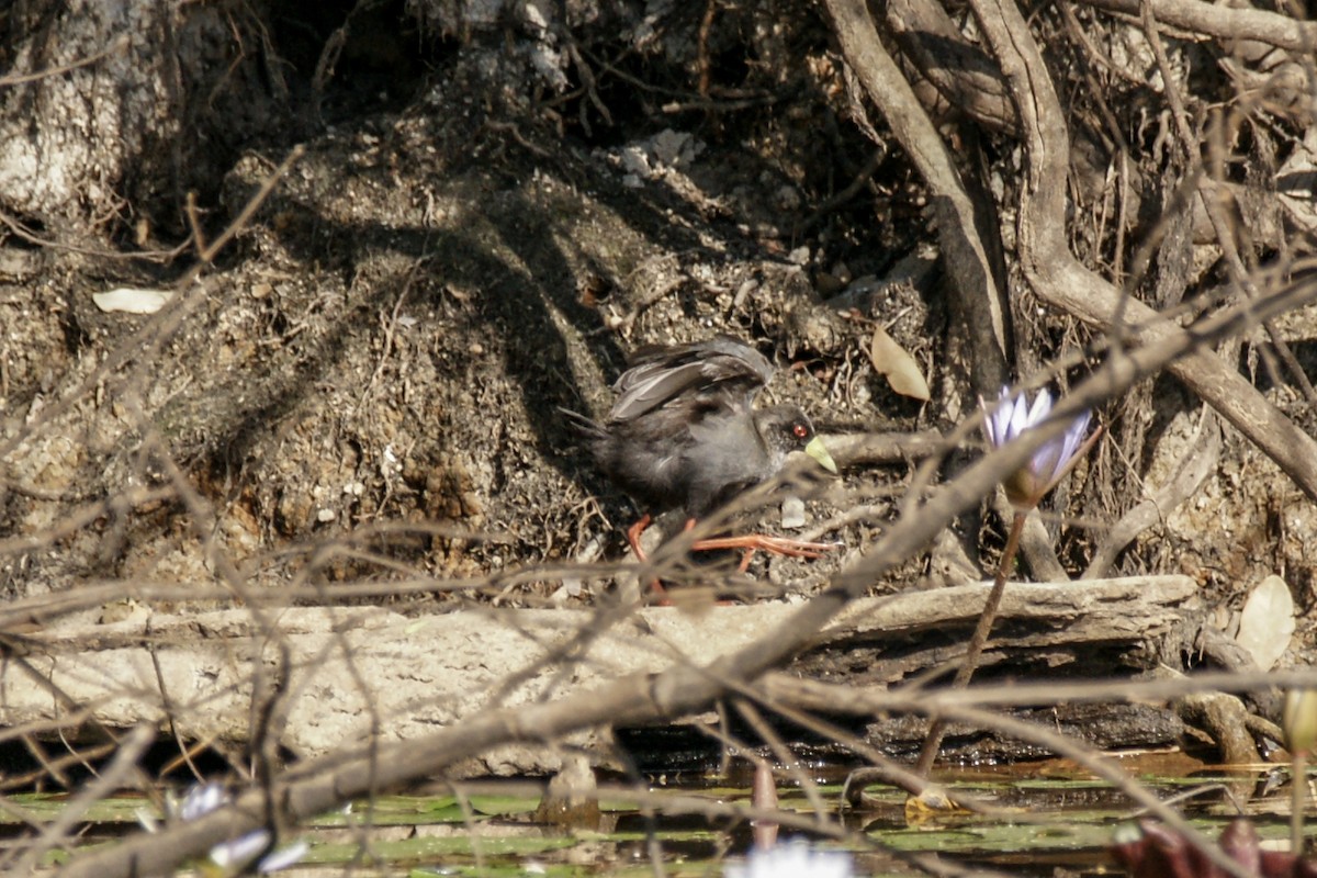 Black Crake - ML637873329