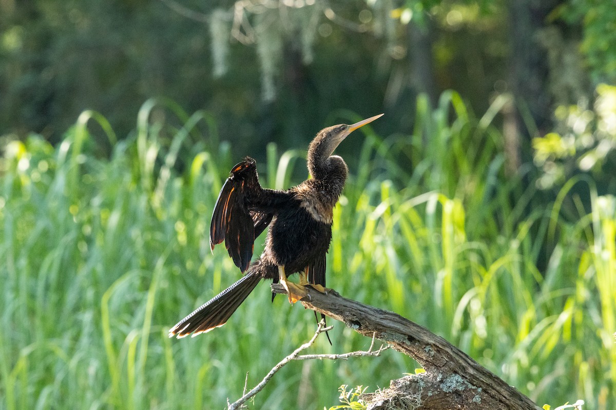 anhinga americká - ML637873332