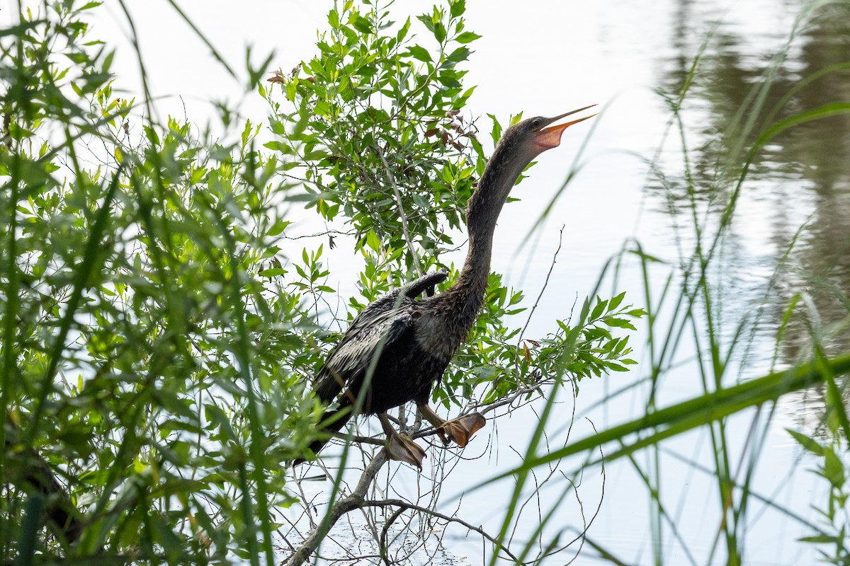 anhinga americká - ML637873335