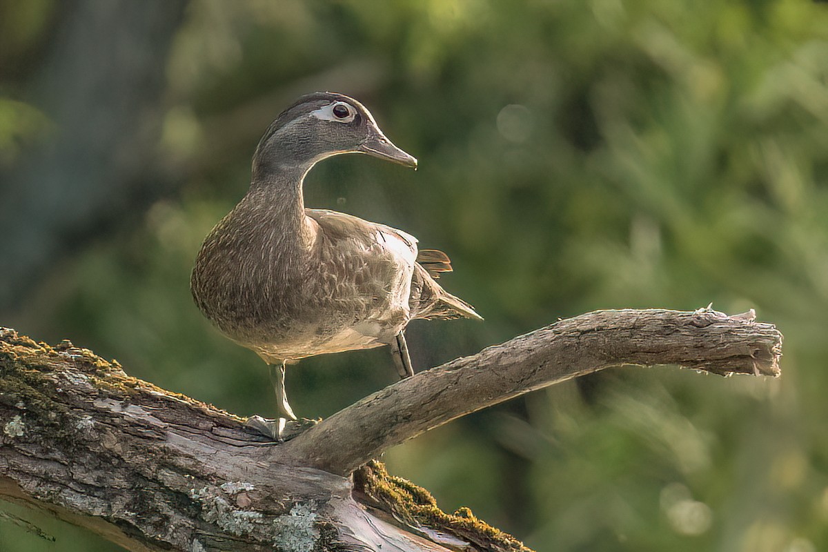 Wood Duck - ML637873389