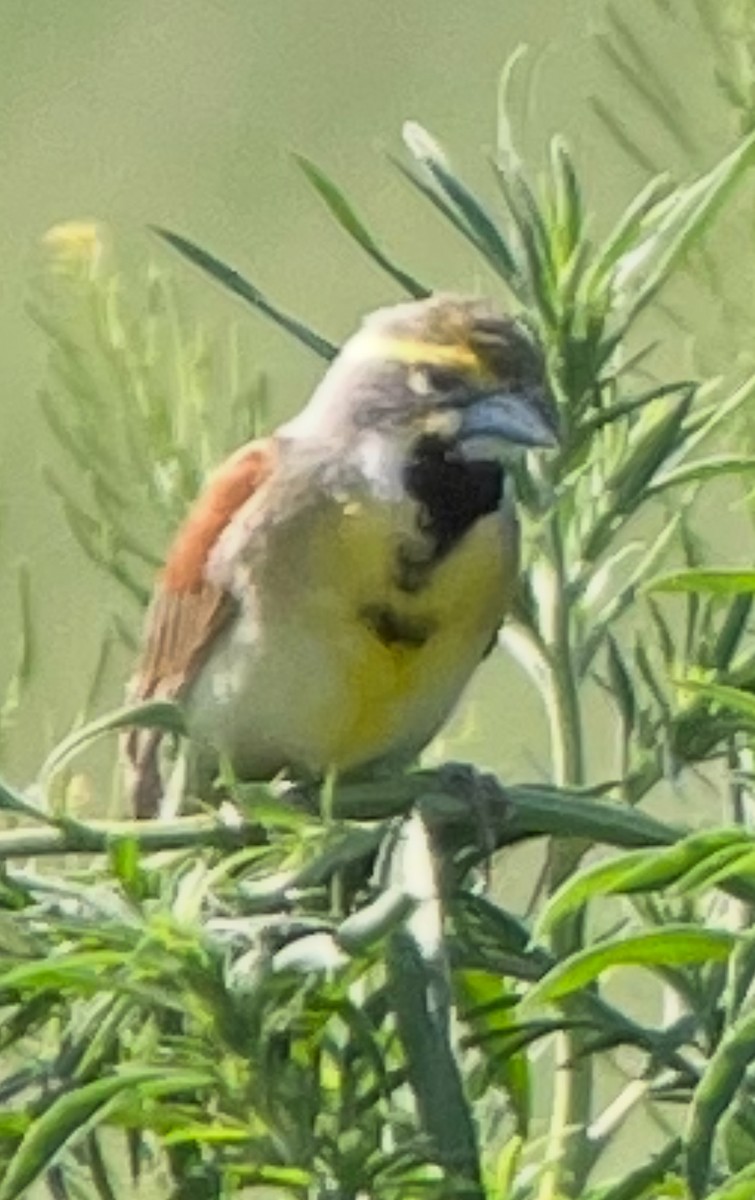 papežík americký - ML637873395