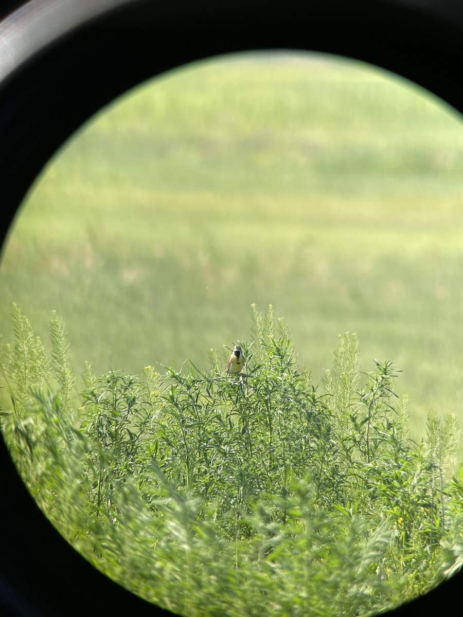 papežík americký - ML637873396