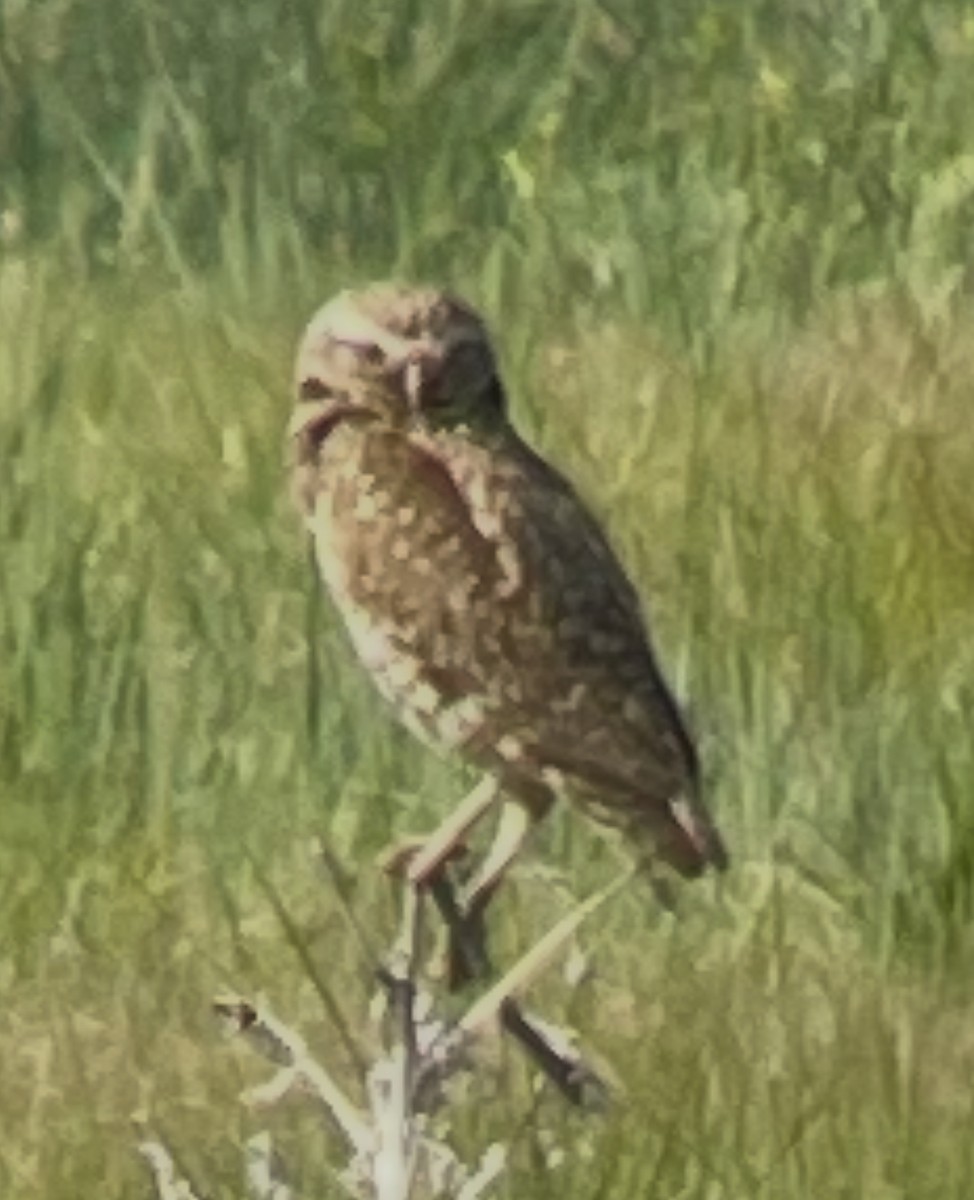 sýček králičí - ML637873405