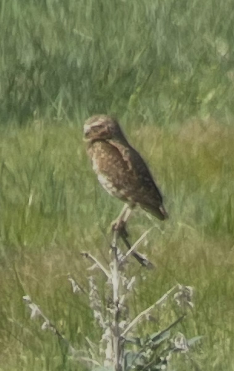 sýček králičí - ML637873406