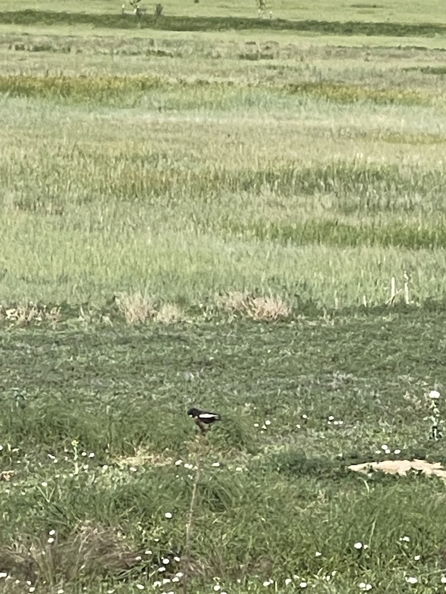 Lark Bunting - ML637873429