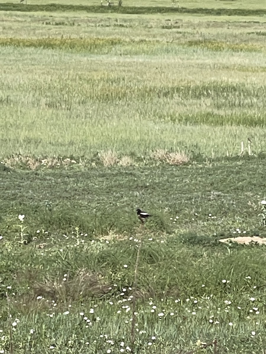 Lark Bunting - ML637873430