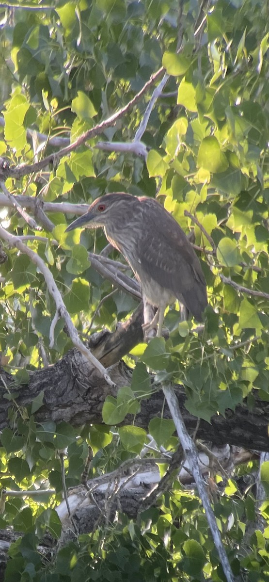 kvakoš noční - ML637873439