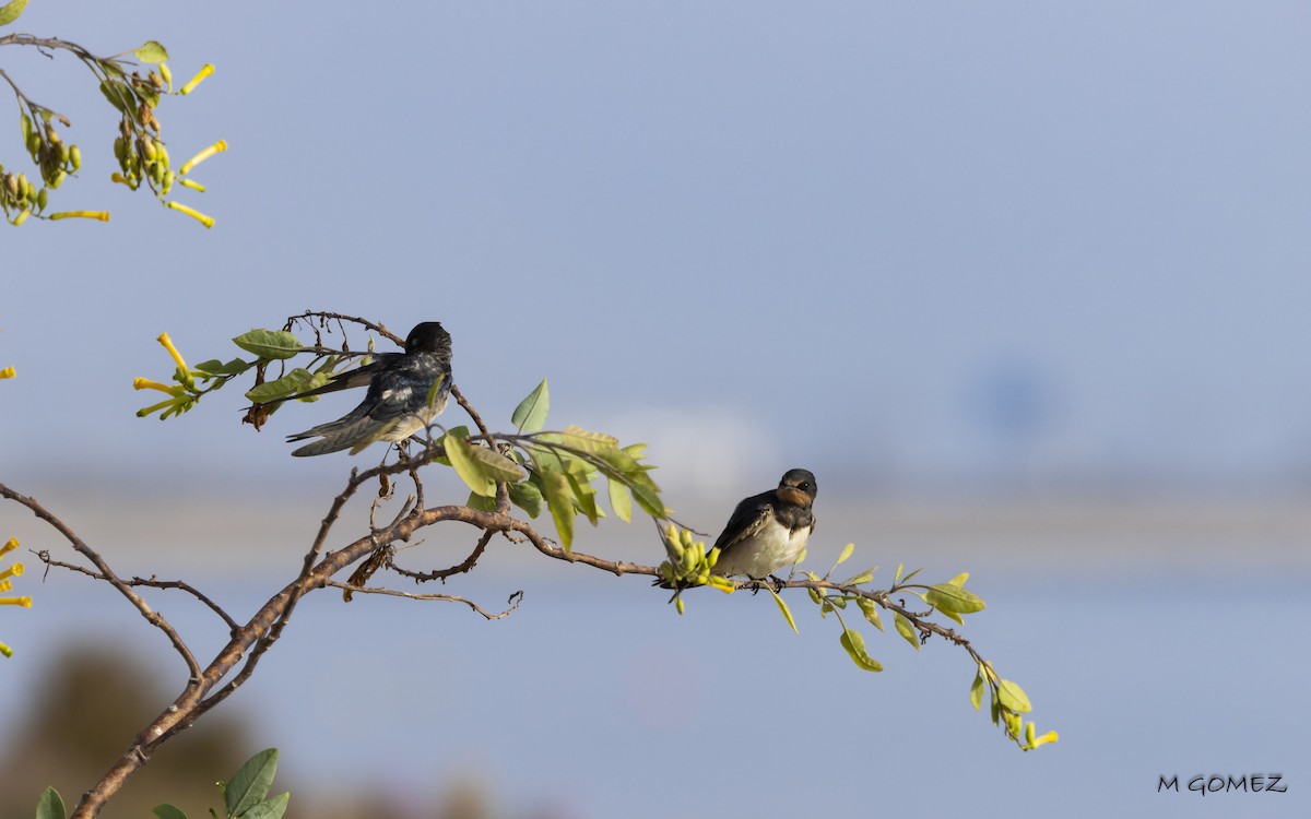 Barn Swallow - ML637873441