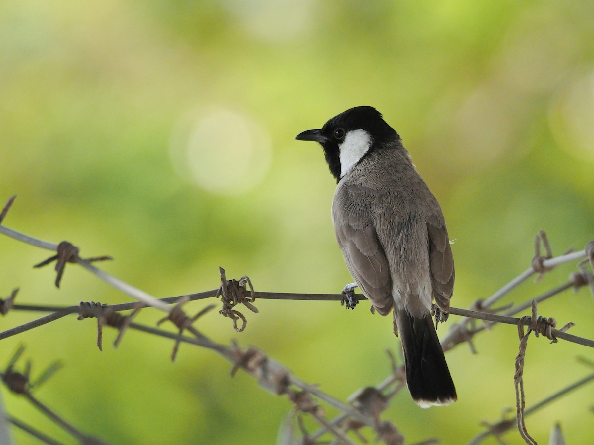 White-eared Bulbul - ML637873463