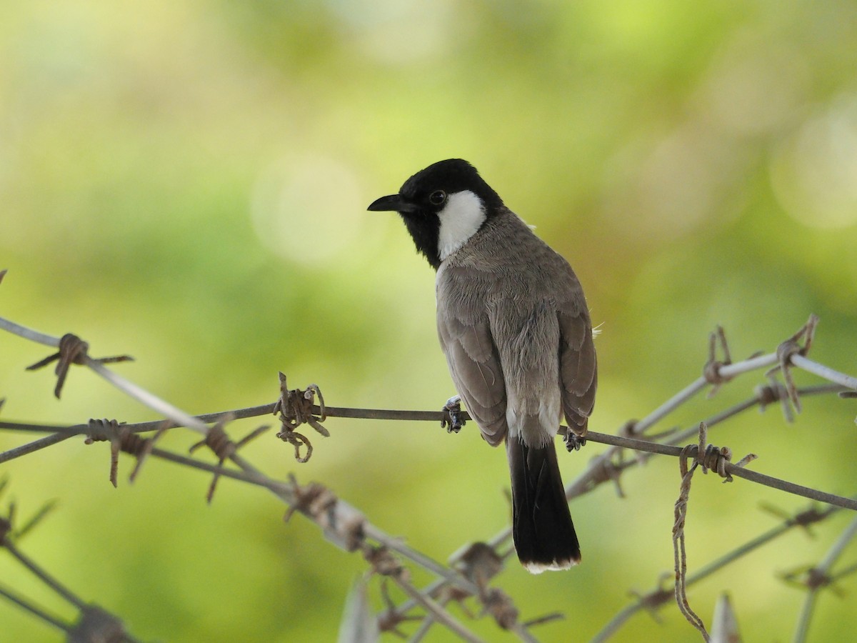 White-eared Bulbul - ML637873464