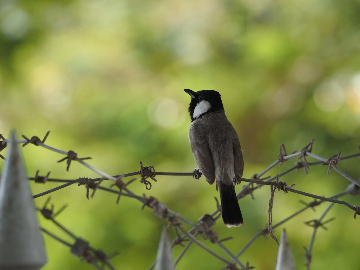 White-eared Bulbul - ML637873465
