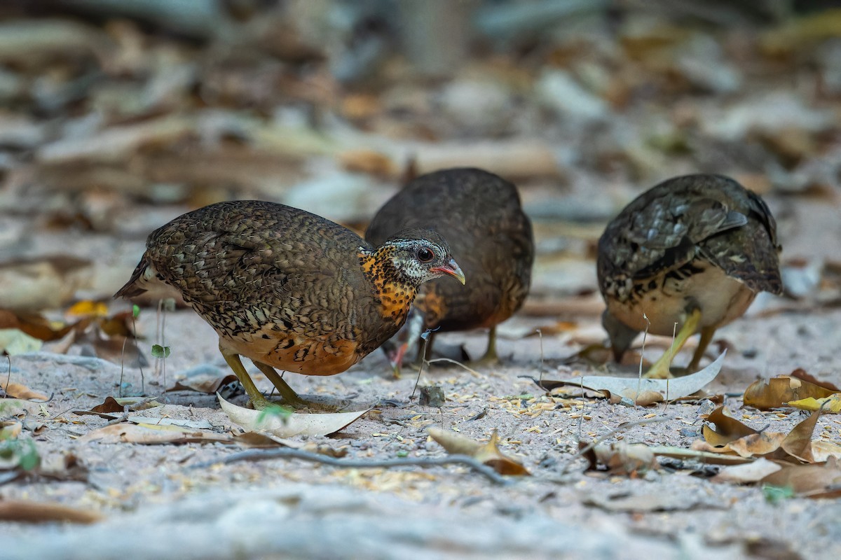 Scaly-breasted Partridge - ML637873512