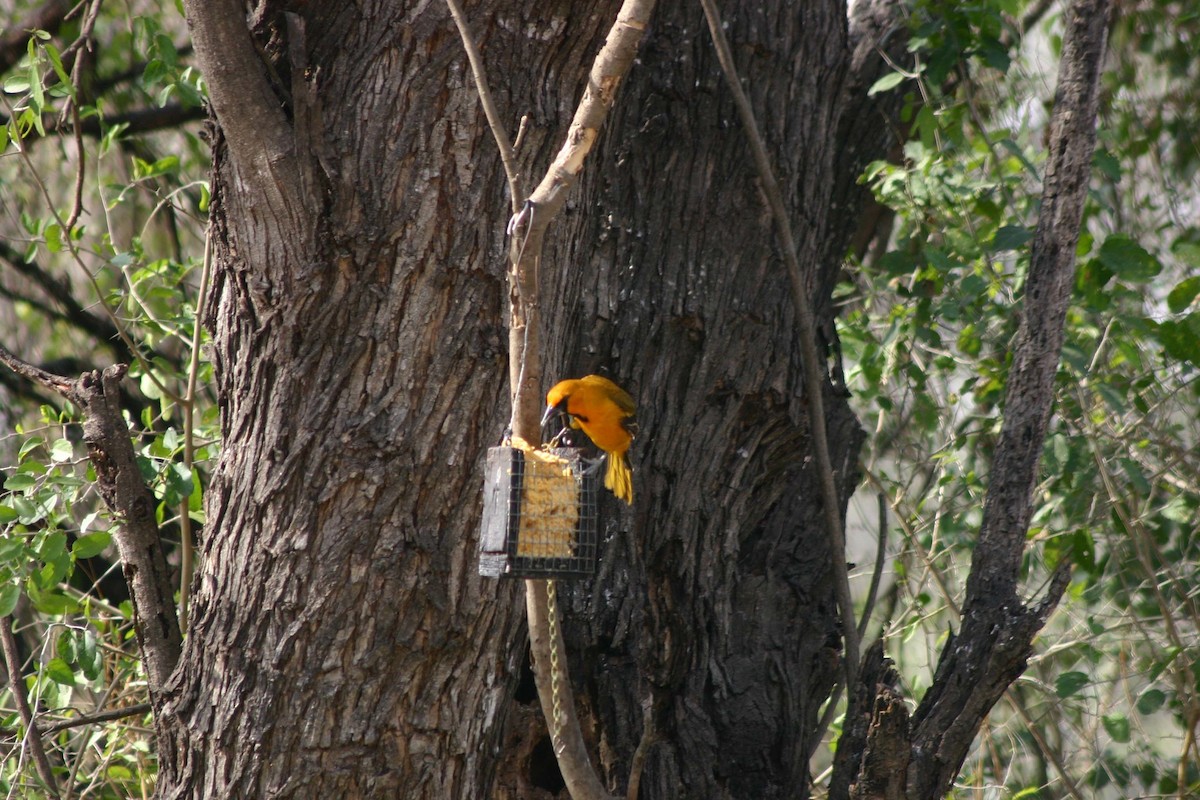 Altamira Oriole - ML637873596