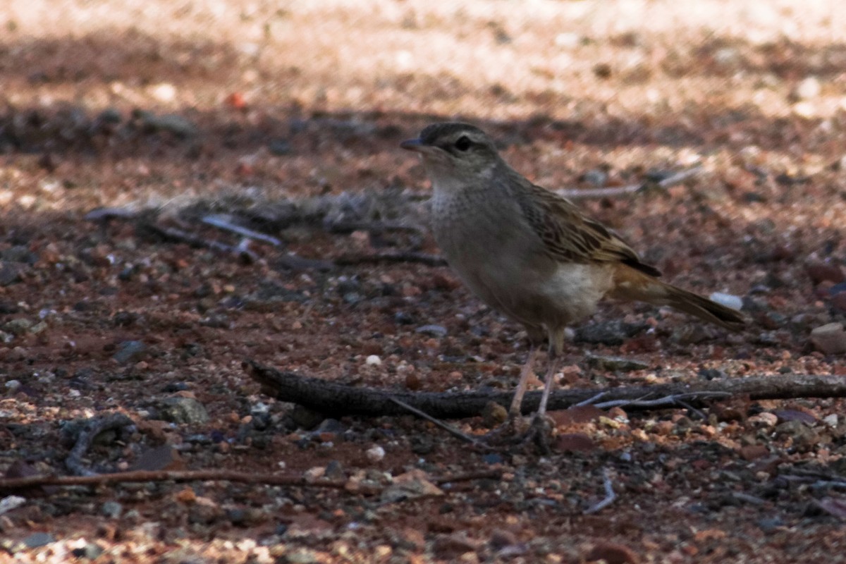 Rufous Songlark - ML637873633