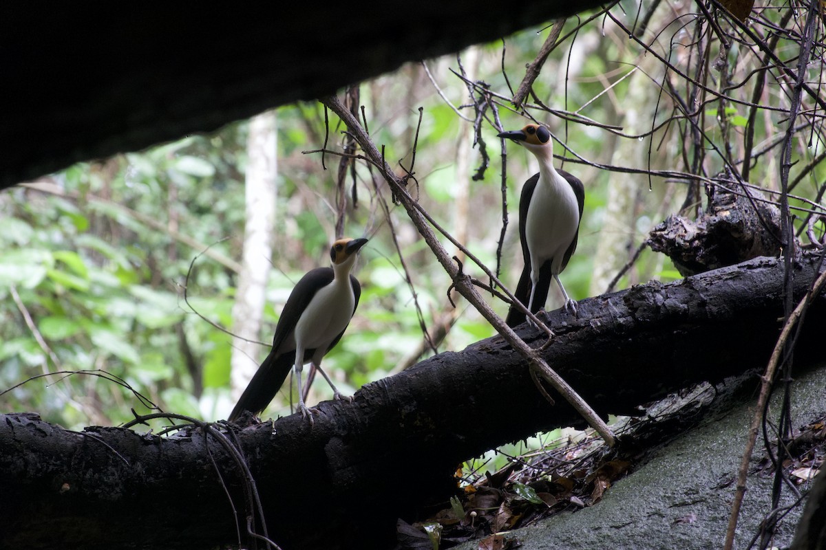 White-necked Rockfowl - ML637873695