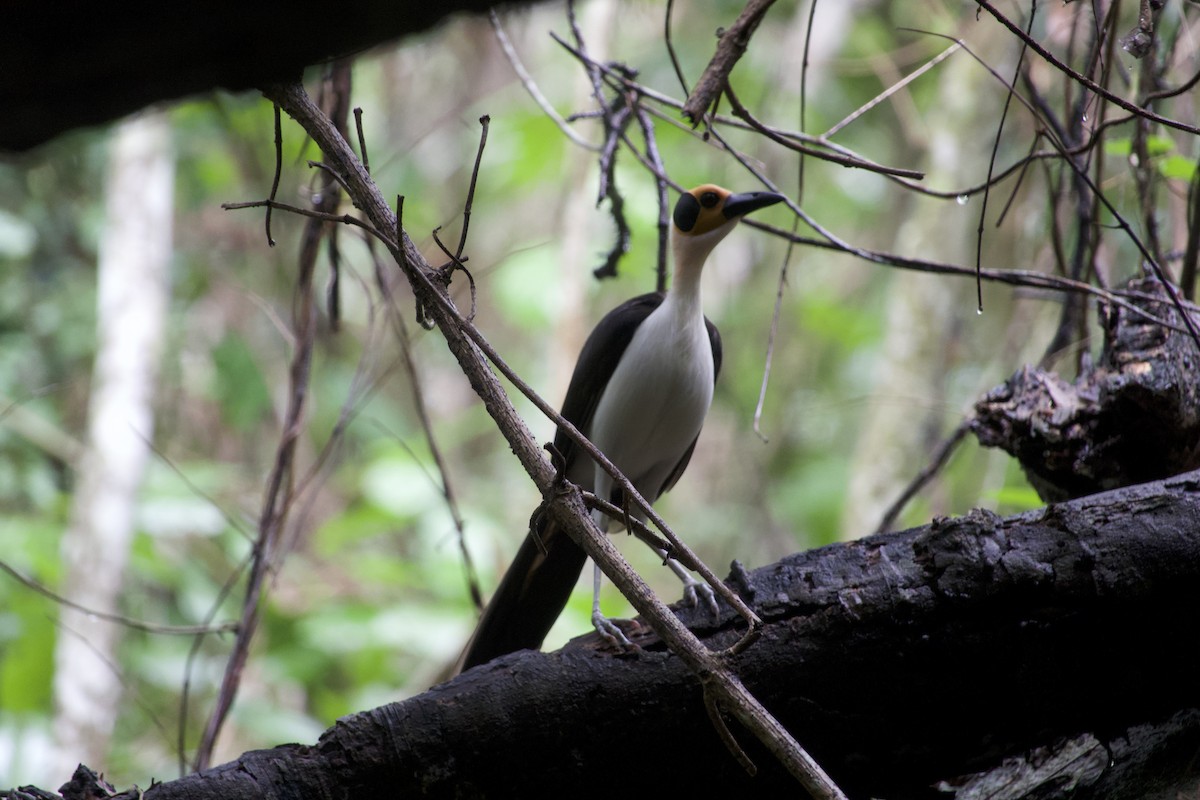 White-necked Rockfowl - ML637873696