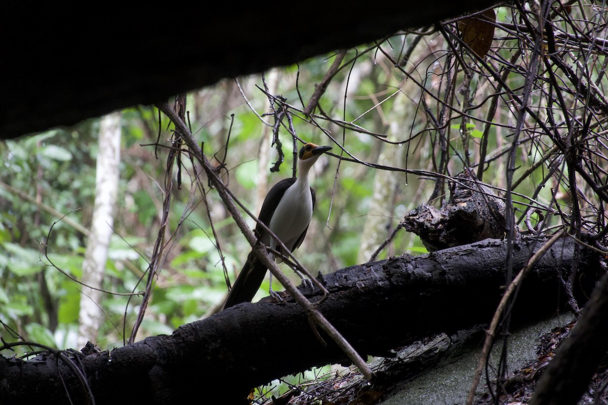 White-necked Rockfowl - ML637873697