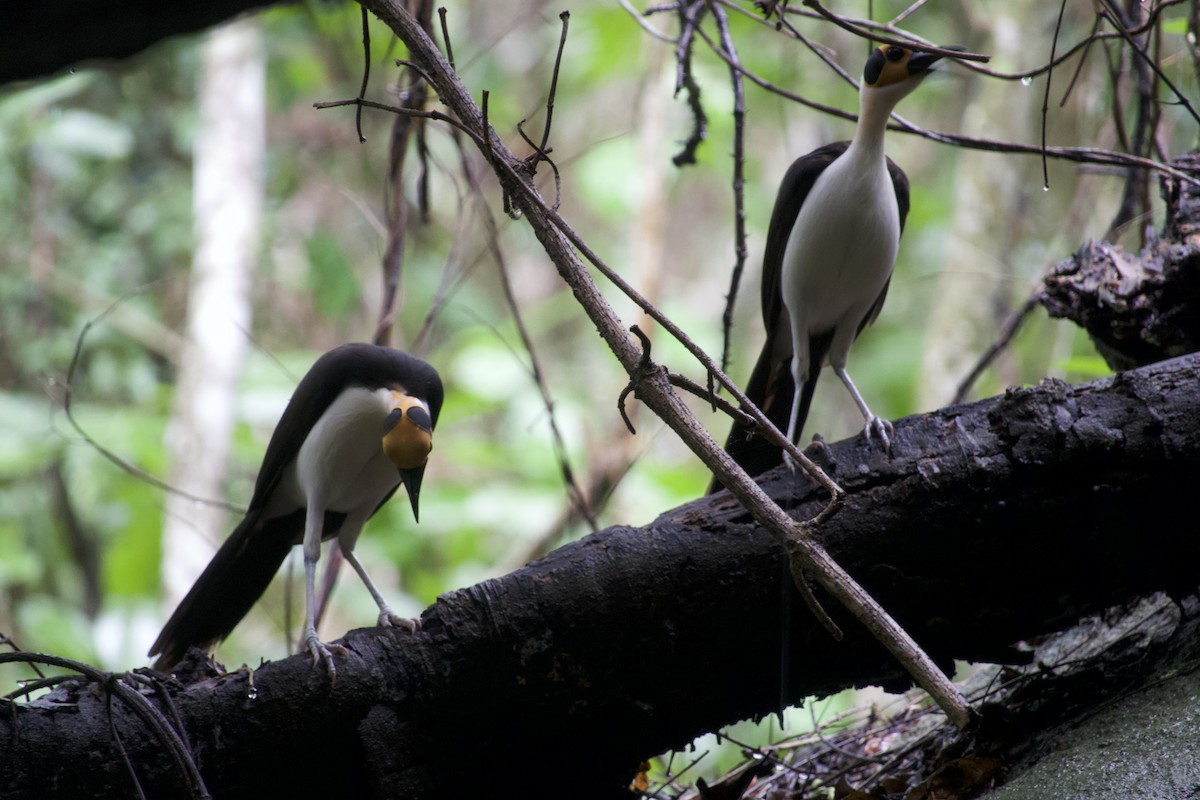 White-necked Rockfowl - ML637873698