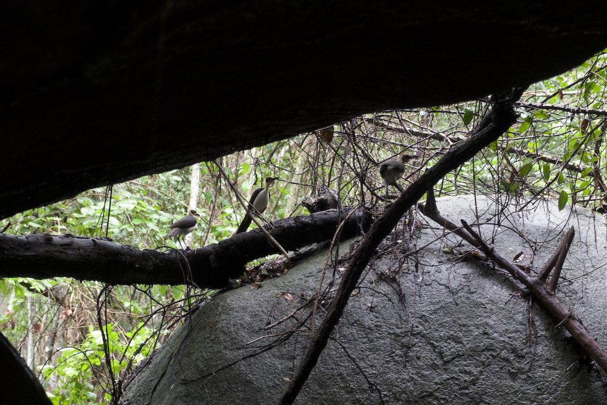 White-necked Rockfowl - ML637873701
