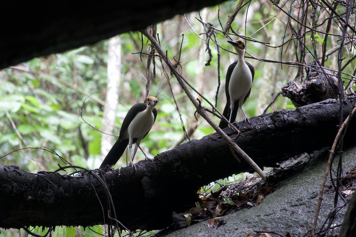 White-necked Rockfowl - ML637873702