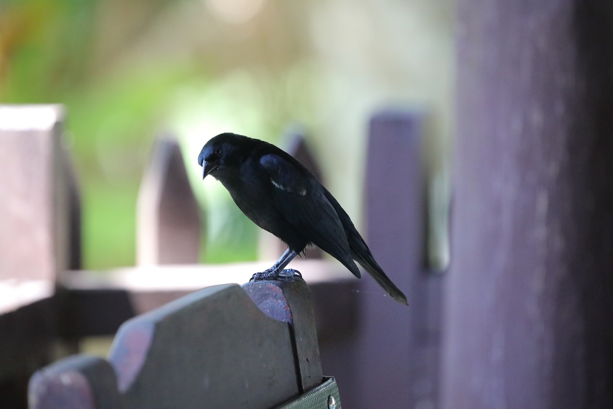 Tawny-shouldered Blackbird - ML637873745
