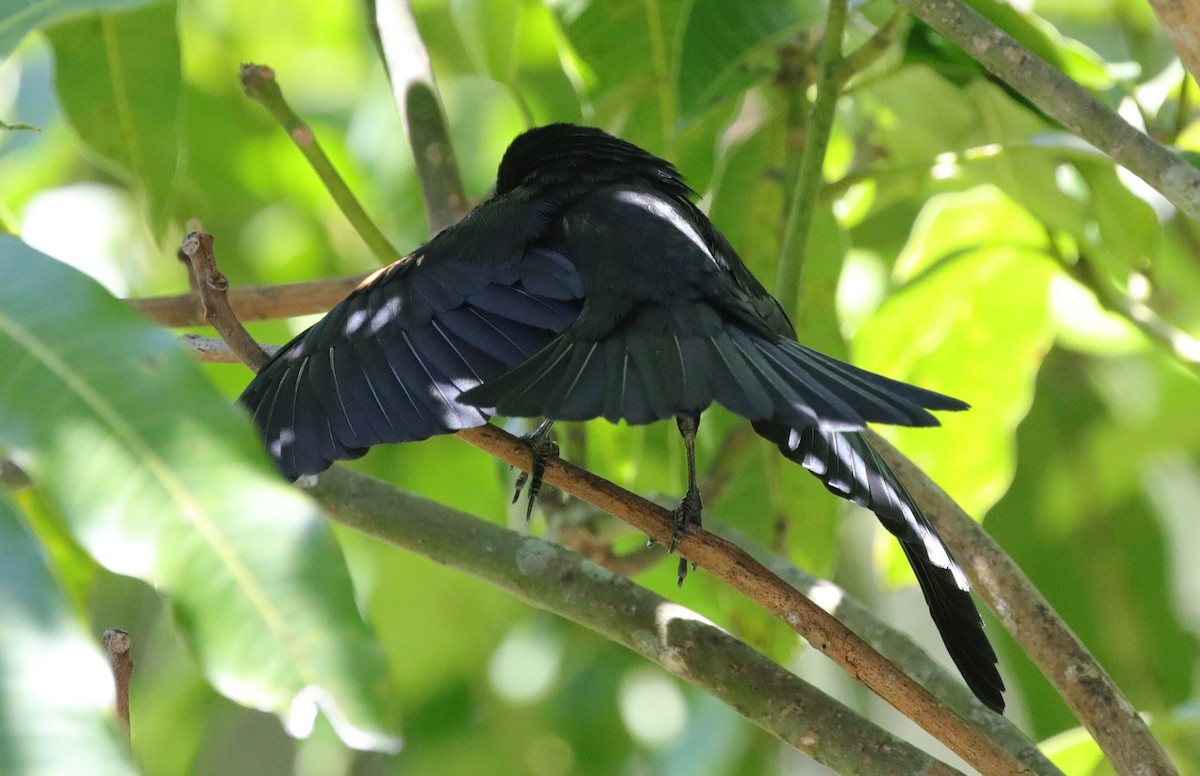 Tawny-shouldered Blackbird - ML637873749