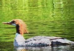 Common Merganser - ML637873786