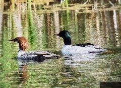 Common Merganser - ML637873793