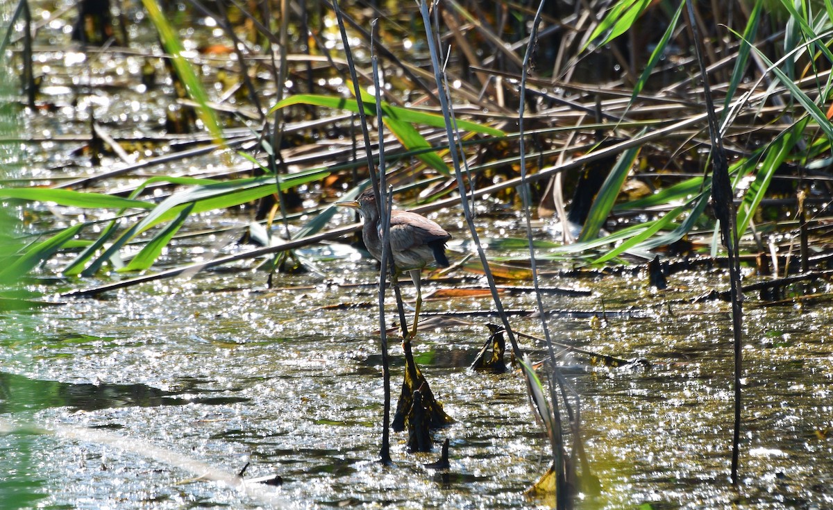 Least Bittern - ML637873801