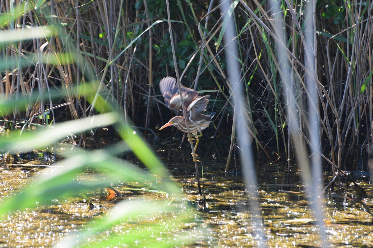Least Bittern - ML637873802