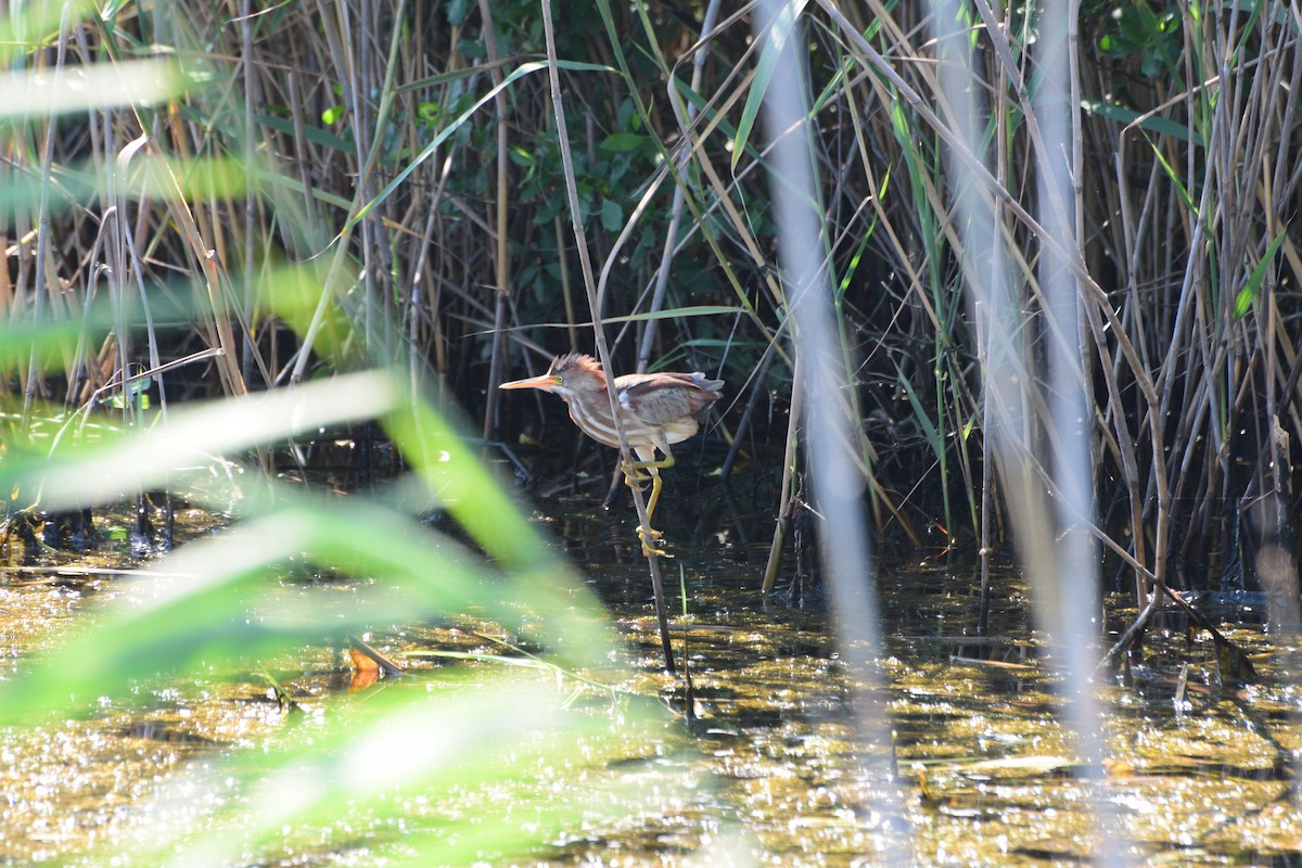 Least Bittern - ML637873803