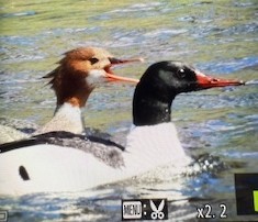 Common Merganser - ML637873806
