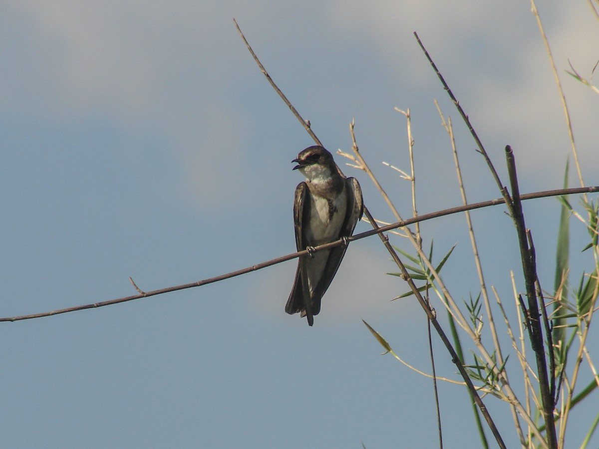 Banded Martin - ML637873812