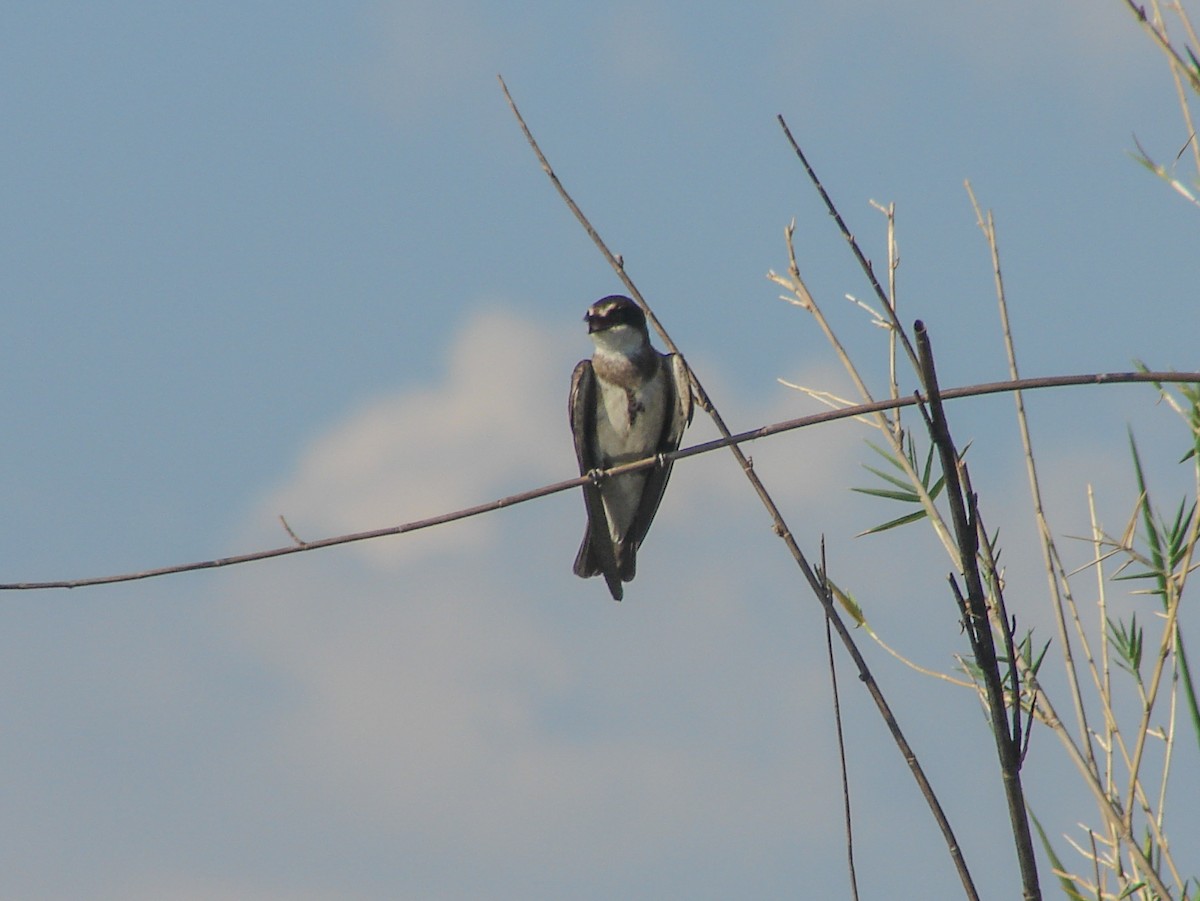 Banded Martin - ML637873813