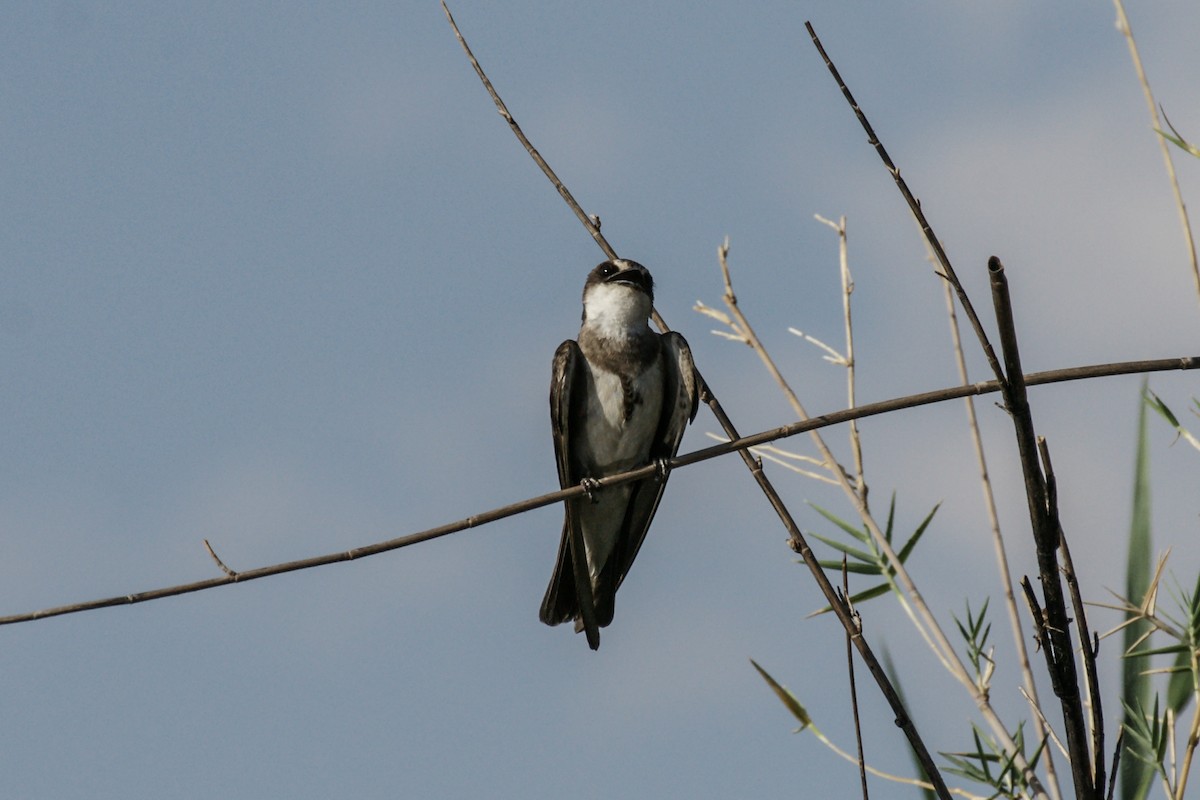 Banded Martin - ML637873825