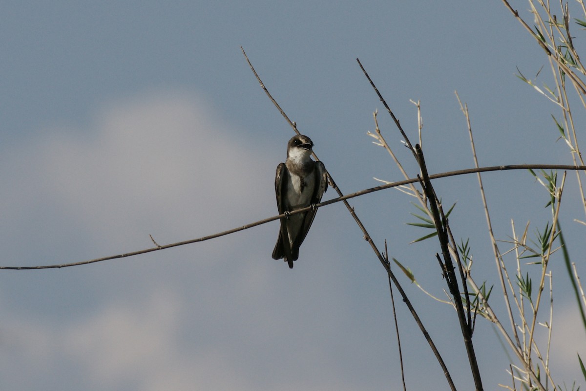 Banded Martin - ML637873826