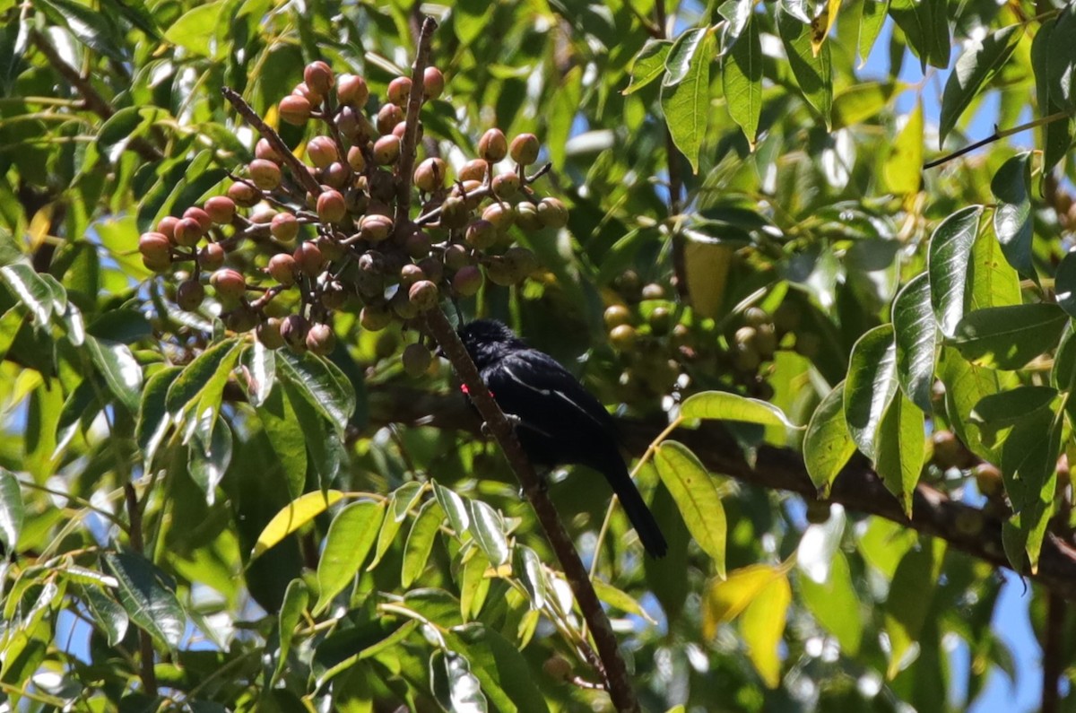 Cuban Bullfinch - ML637873840