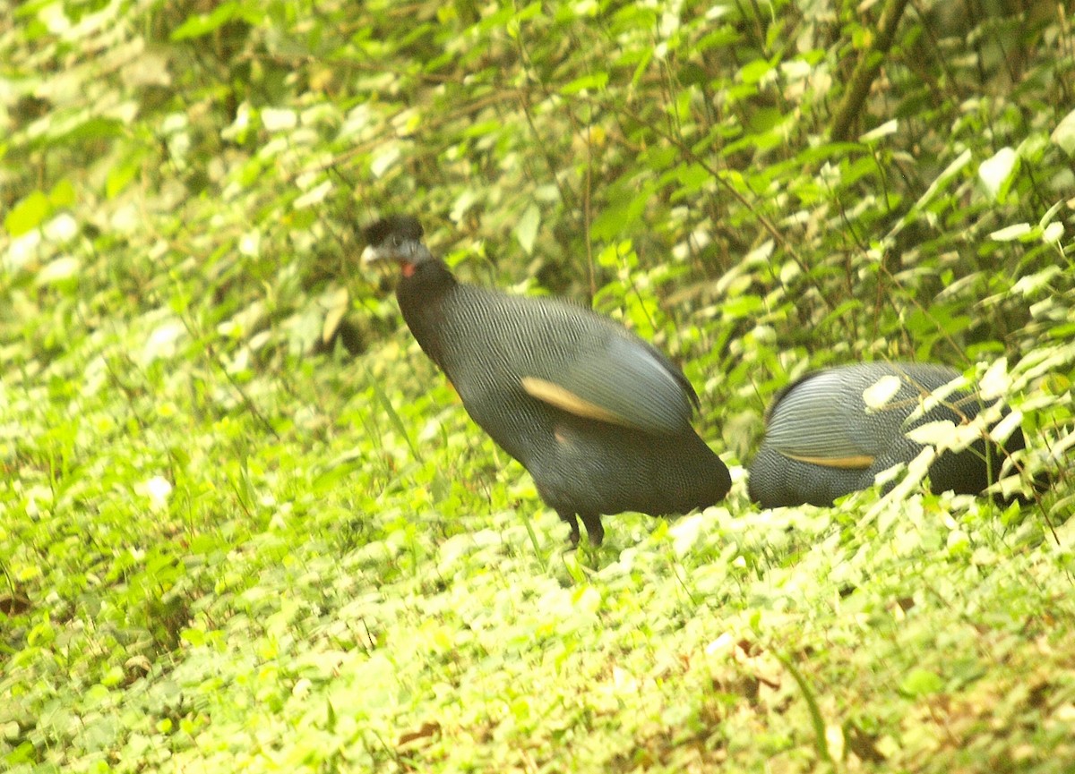 Western Crested Guineafowl - ML637873861