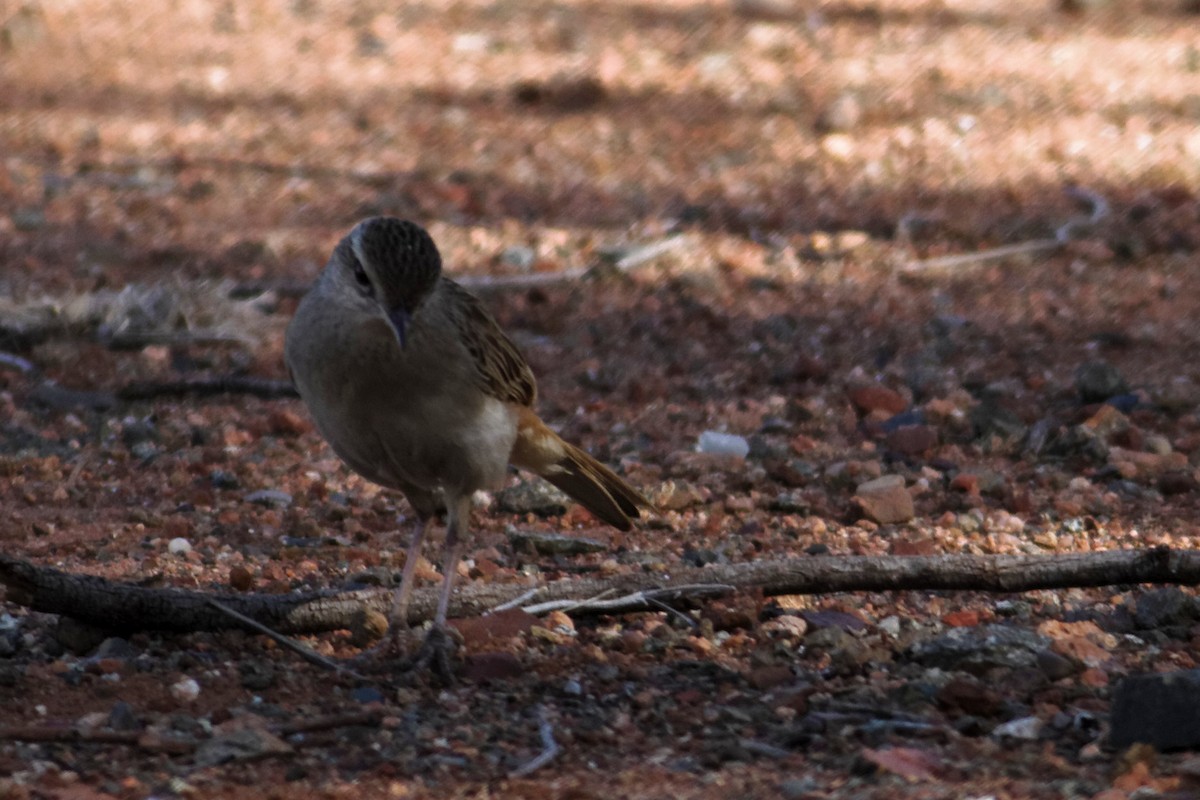 Rufous Songlark - ML637873863