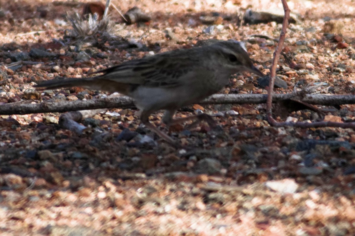 Rufous Songlark - ML637873864