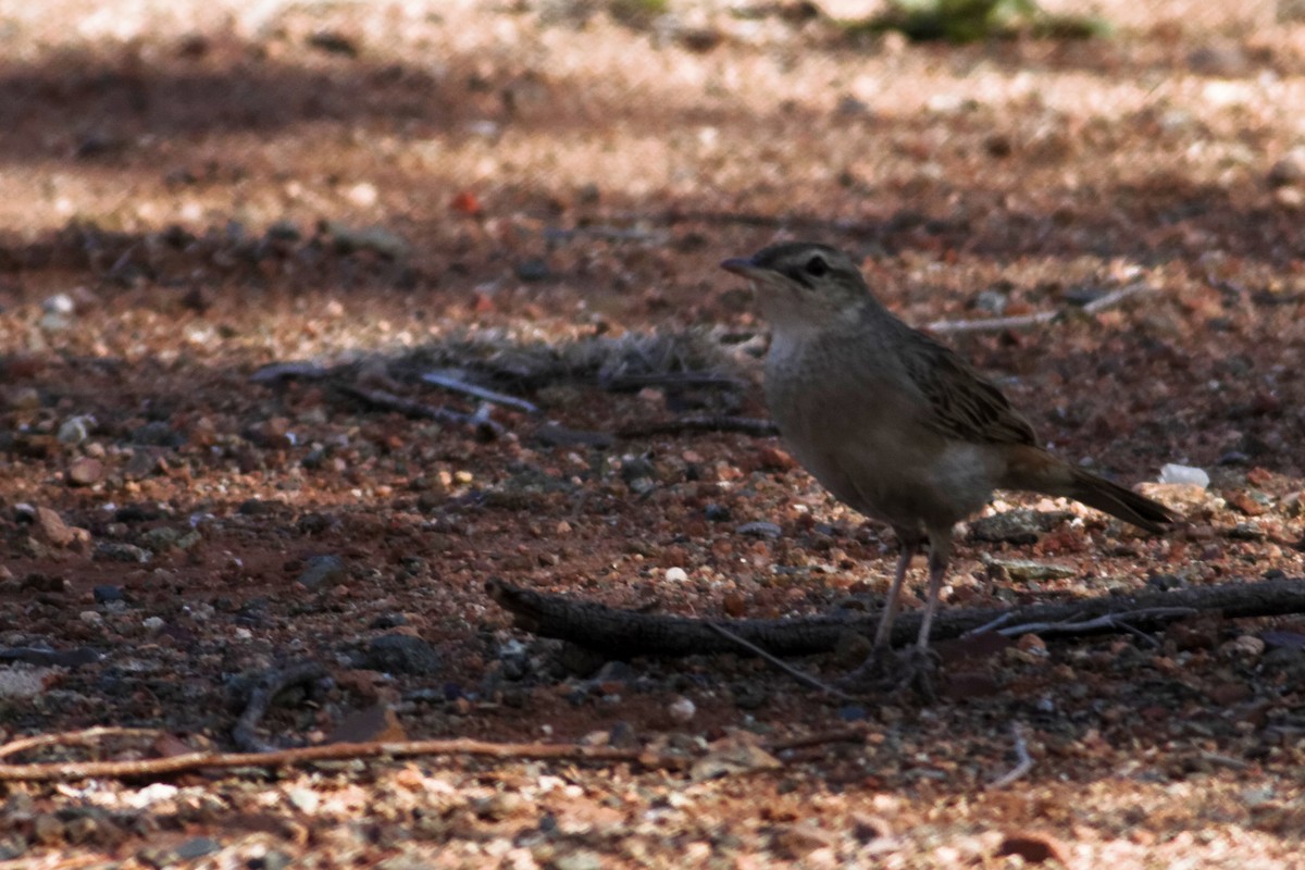 Rufous Songlark - ML637873866
