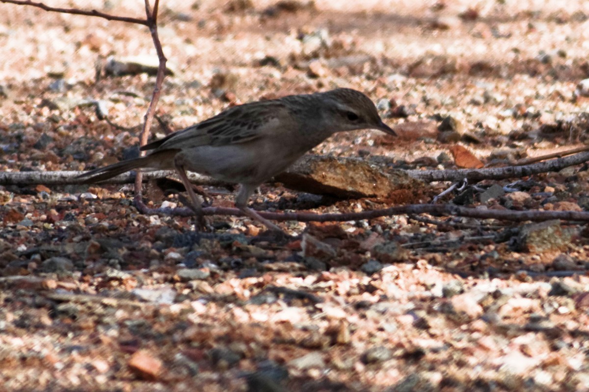 Rufous Songlark - ML637873867