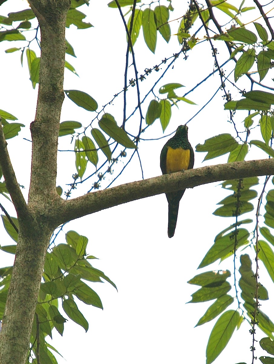 African Emerald Cuckoo (African) - ML637873874