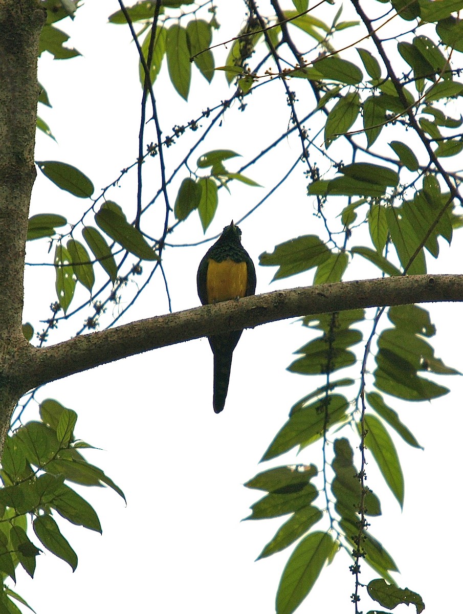 African Emerald Cuckoo (African) - ML637873875