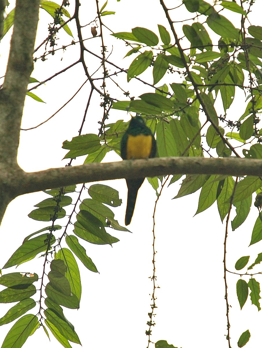 African Emerald Cuckoo (African) - ML637873876