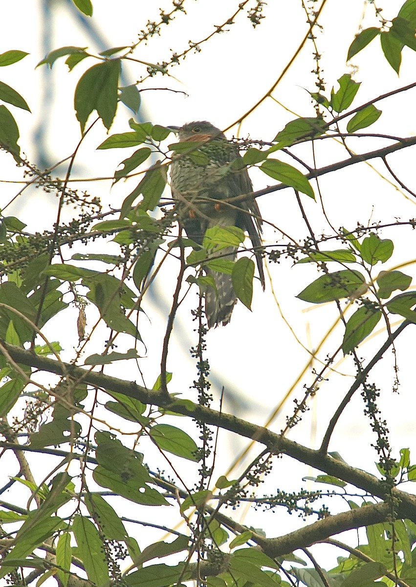 Red-chested Cuckoo - ML637873886