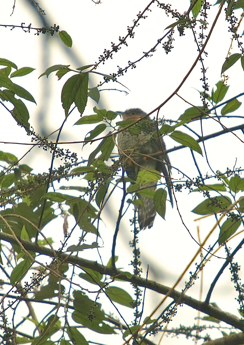 Red-chested Cuckoo - ML637873887