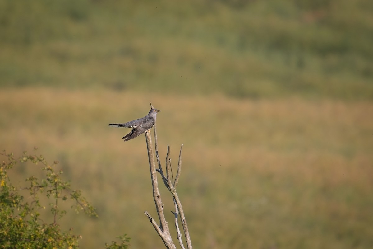 kukačka obecná - ML637873917